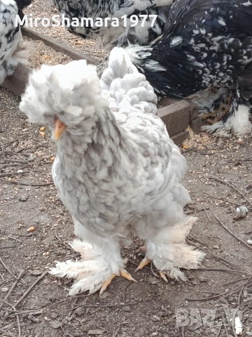 Яйца от Струмски стандарт, снимка 5 - Кокошки и пуйки - 53938212