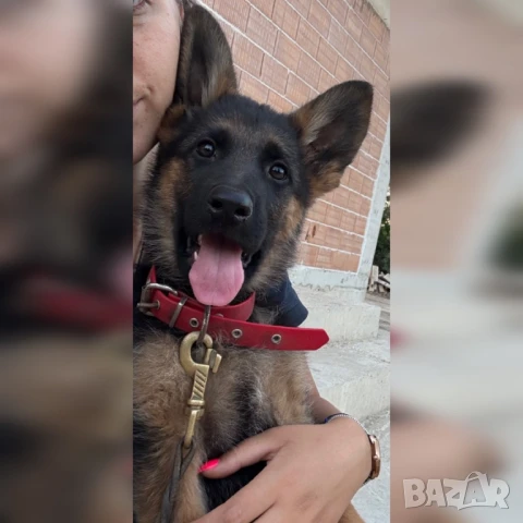 Продавам немски овчарки, снимка 1