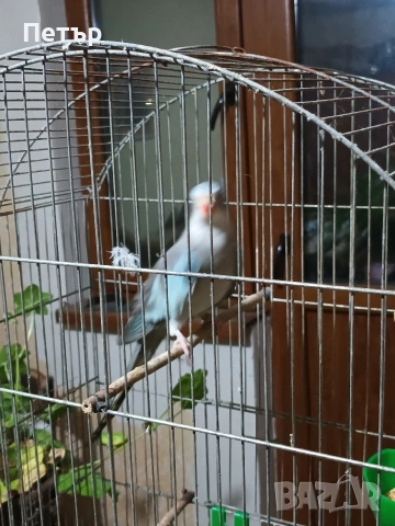 Женски принцов папагал Александрино. , снимка 2 - Папагали - 53147057