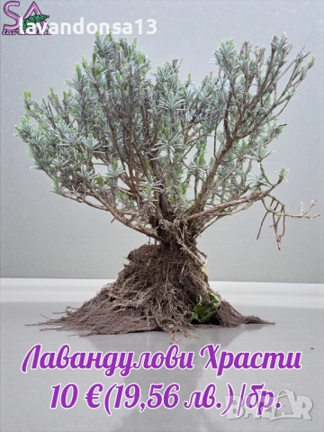 Българска Маслодайна Роза – Дамасцена, Алба, Сентифолия | Разсад, снимка 15 - Градински цветя и растения - 42641069