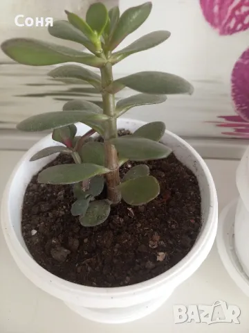 Дървото на живота  , снимка 2 - Стайни растения - 39996709