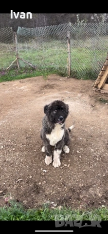 Женска каракачанка, снимка 2 - Каракачанска овчарка - 54087889