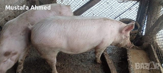 Продавам Прасета