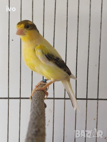 мъжко канарче Орфей, канар, снимка 2 - Канари - 54092115