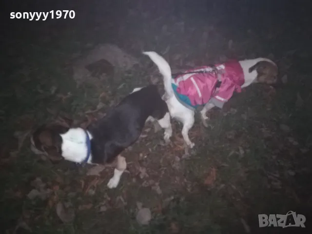 ДЖАК СИ ТЪРСИ ДАМА 0901251815, снимка 8 - Джак ръсел териер - 48619411