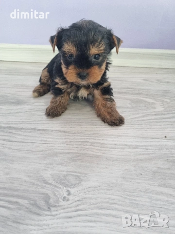 Йоркшир териер 