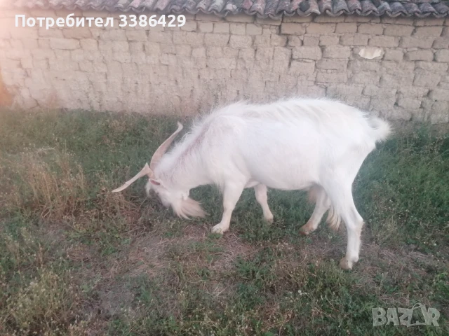 Ярета и пръчове , снимка 8 - Кози - 51078813