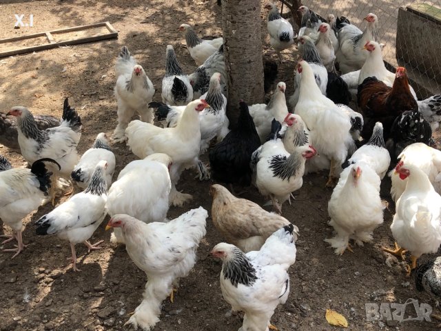 Брама кокошки , снимка 1 - Кокошки и пуйки - 42398120