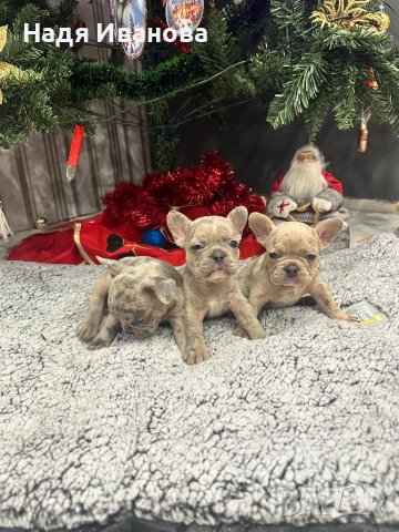 Френски булдог - Мерле, снимка 6 - Френски булдог - 52795127