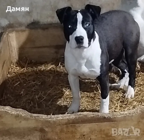 AmStaff - Кученца с FCI Родословие , снимка 5 - Американски стафордширски териер - 47967112