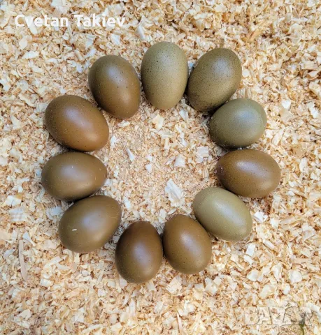 Яйца от Олив Егер , снимка 7 - Кокошки и пуйки - 49225743