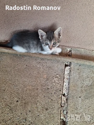 Подарявам малки котета на два месеца. Перник кв Тева.