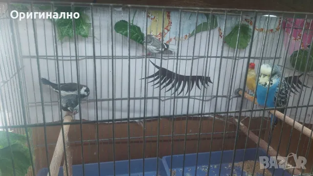 Амадини Канарчета , снимка 16 - Амадини - 49771329