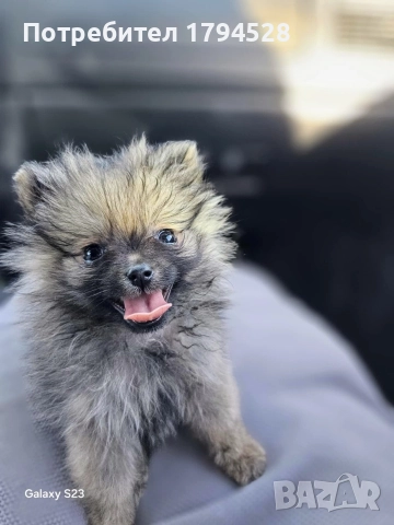 Мъжки померан, снимка 2 - Померан - 52877828