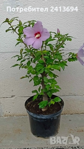 hibiscus syriacus дървовидна ружа 
