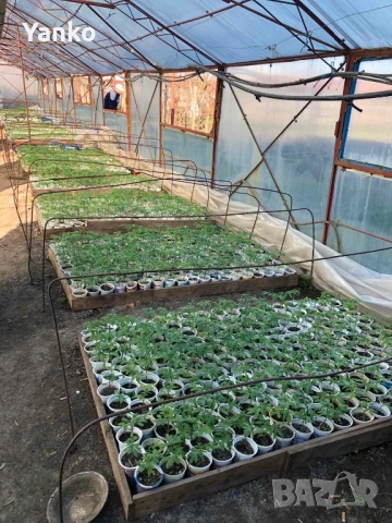 Продавам разсад домати и краставици, снимка 2 - Разсади - 54298147