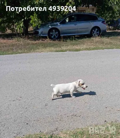 Кутре Джак Ръсел 
