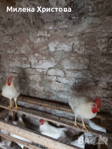 Продавам петли бял легхорн , снимка 3 - Кокошки и пуйки - 52132504