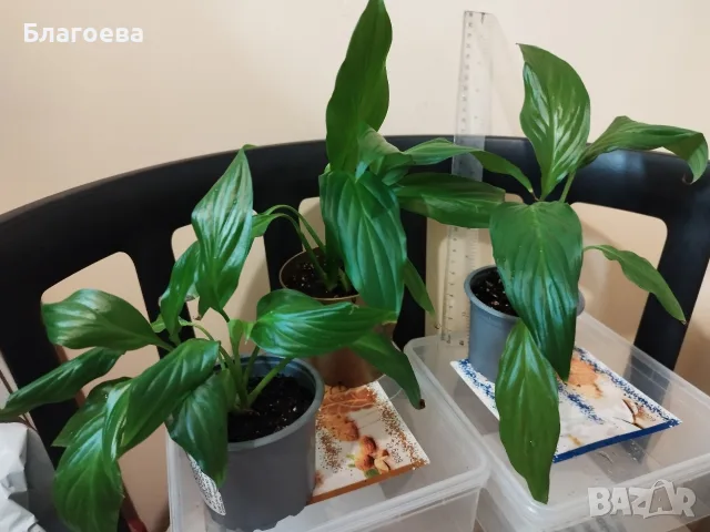 Спатифилум/Лилия на мира 1.50 €, снимка 3 - Стайни растения - 52225068
