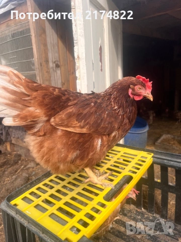 Кокошки носачки за яйца ломан браун 