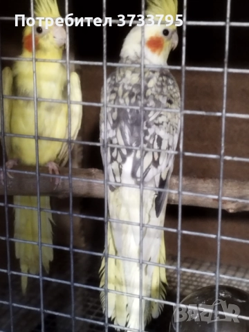 Корели , снимка 3 - Папагали - 51864905