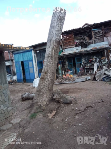 Дървесина от орех