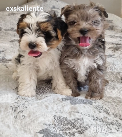 Йоркширски Териер Мерле и Бивер, снимка 5 - Йоркширски териер - 54242884