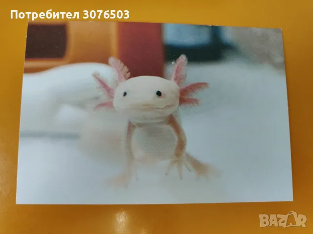 Collectible Postcard 