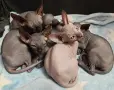 коте сфинкс канадски, снимка 3