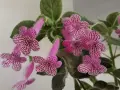 колерия kohleria Rongo , снимка 1
