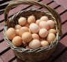 Домашни яйца от свободно отглеждани кокошки