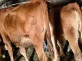 различна възраст телета, снимка 11