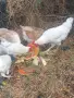 Продавам изгодно кокошки, снимка 1