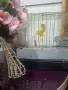  ПРОДАВА СЕ КАНАР МЪЖКИ!, снимка 5