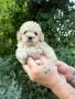 Мъжки Пудел Априкот , снимка 1