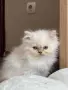 Персийско коте. , снимка 2