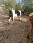 Женско теленце., снимка 1