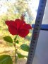 Китайски рози хибискус червена фуния, снимка 3