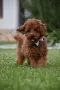 Той пудел Toy poodle, снимка 9