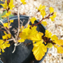 Физокарпус жълт, Physocarpus opulifolius ‘Dart’s Gold’, снимка 15