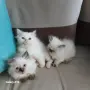 Коте Регдол на 2 месеца, снимка 4