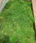 Промоция - декоративен плосък стабилизиран скандинавски естествен мъх., снимка 4