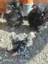 Двойки къдрави джинки., снимка 5