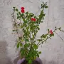 Исусов Венец Цвете, снимка 3