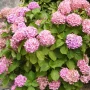 Hydrangea macr. "Miessalina" (Хидрангеа Месалина), снимка 3