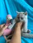 Британска късокосместа., снимка 10