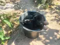 немски овчарки на 2 месеца, снимка 12