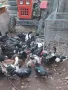 Домашни патици, снимка 5