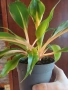 Оранжев хлорофитум, снимка 1