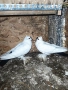 саксонски чайки, снимка 4